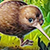 Kauri